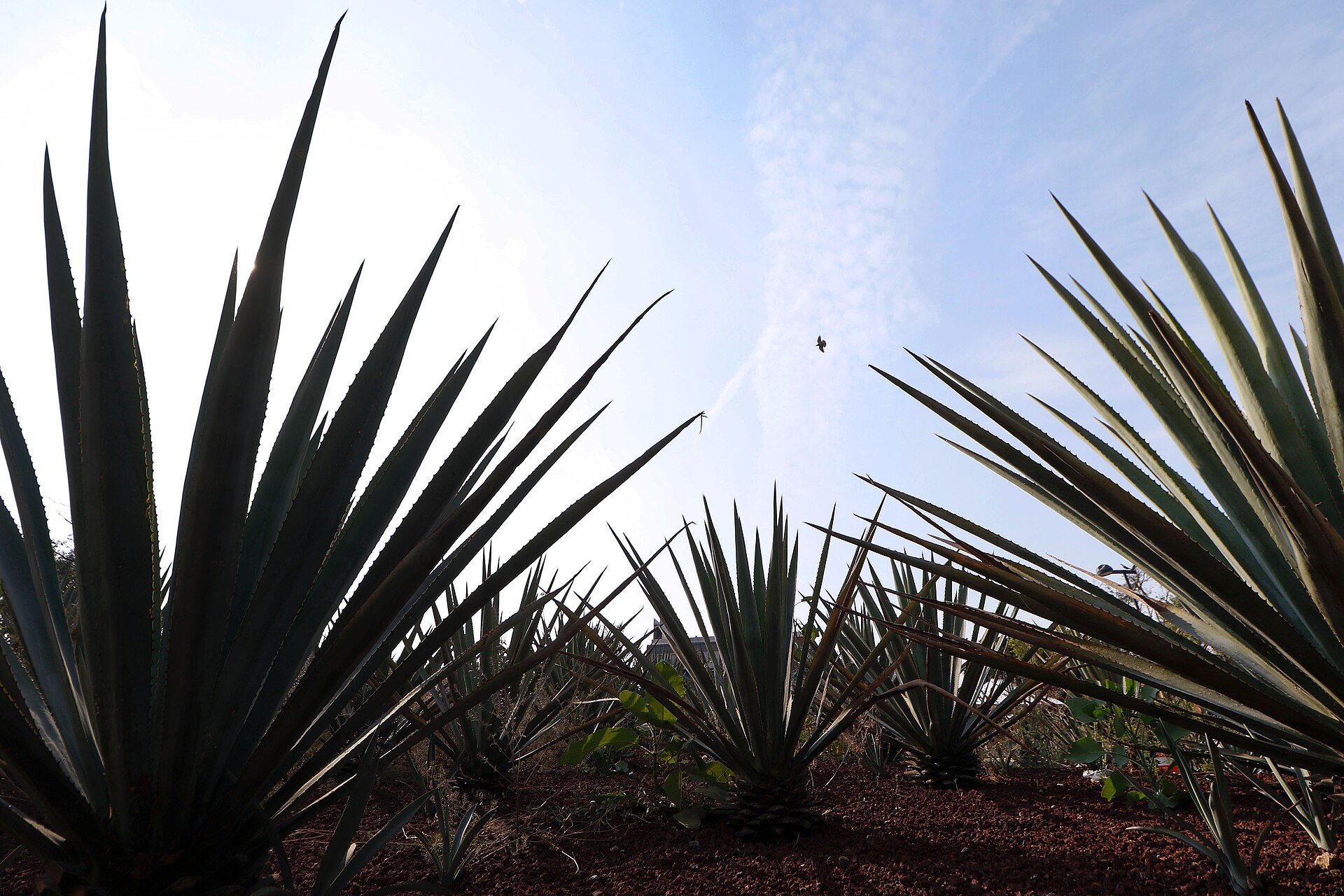Rows of spiky blue-green agave plants photographed from ground level against a pale sky