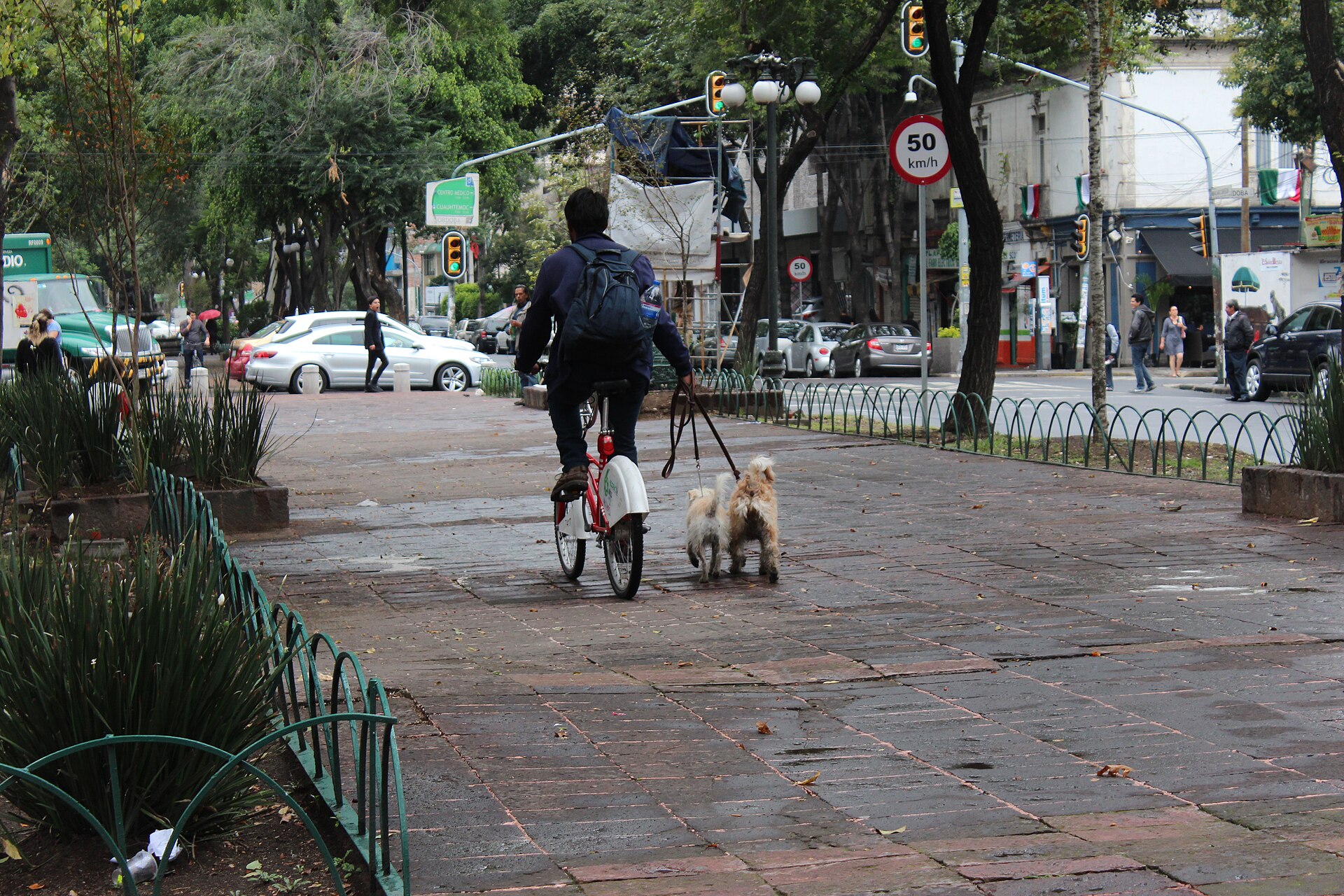 A cyclist on a red and white Ecobici share bike rides along the tree-lined central walkway of Avenida Alvaro Obregon in Roma Norte