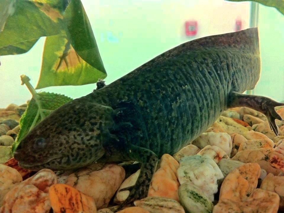 A dark mottled axolotl with feathery external gills resting on coloured gravel in a laboratory tank