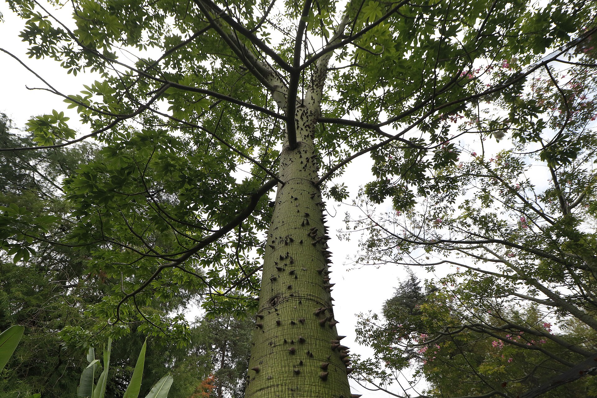 Looking up the trunk of a large ceiba tree covered in conical thorns, with a spreading green canopy above it, in the botanical garden at Bosque de Chapultepec