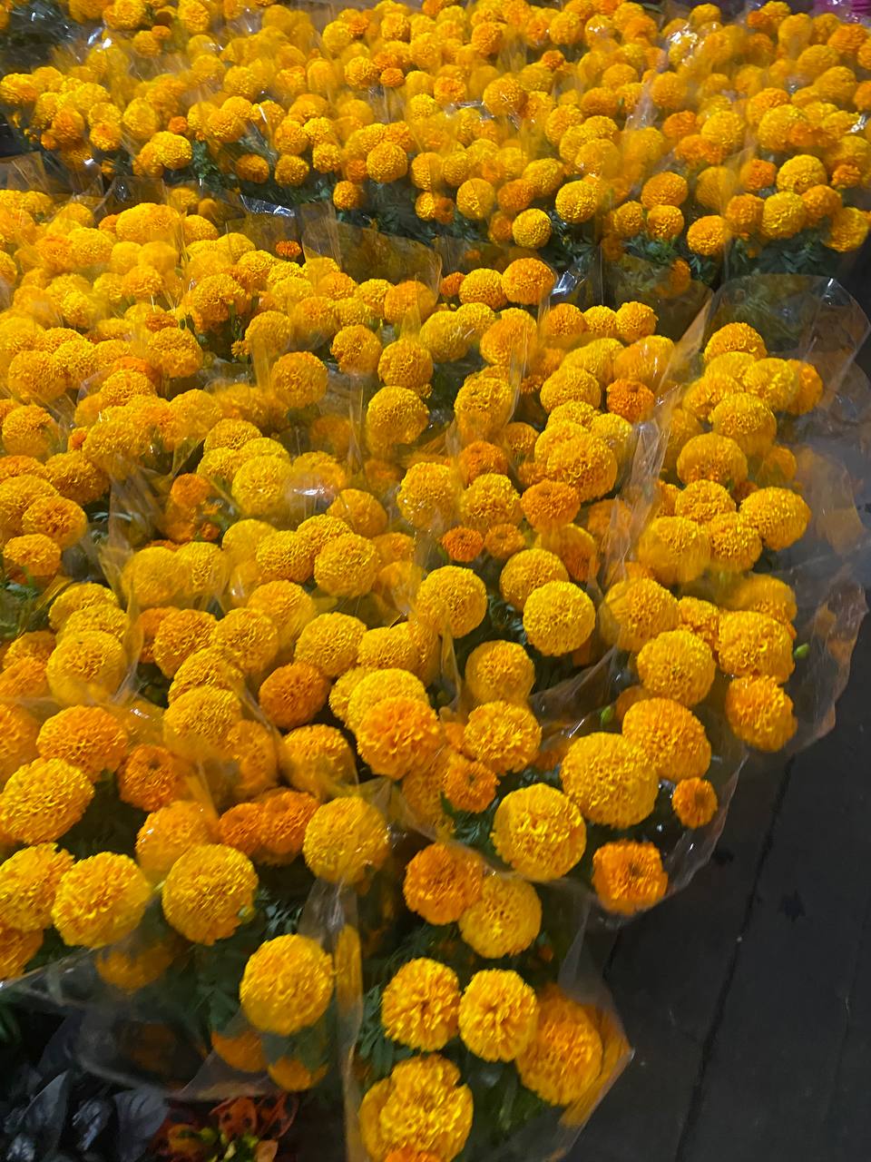 Bunches of bright orange cempasúchil marigolds wrapped in cellophane and stacked for sale at a flower market in Mexico City