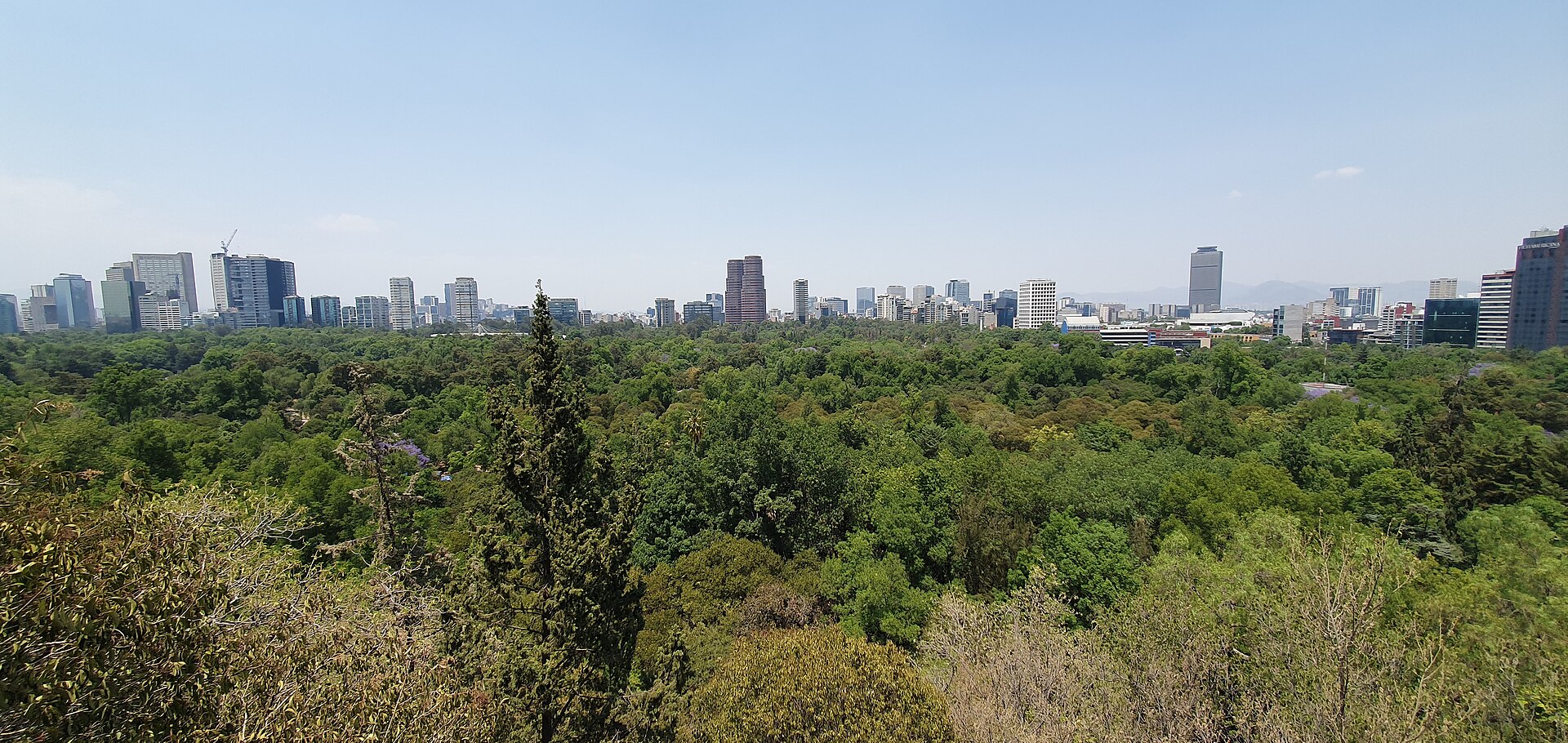 View from a terrace of Chapultepec Castle across the tree canopy of Bosque de Chapultepec towards the city skyline