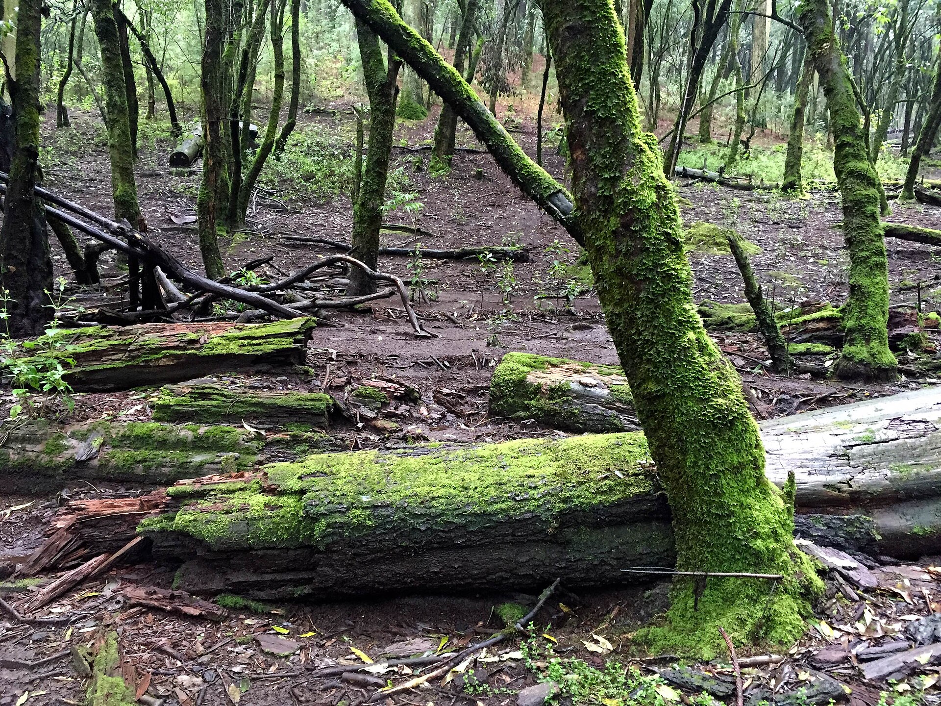 Moss-covered fallen logs and slender trees in the damp pine and oak forest of the Desierto de los Leones national park near Mexico City