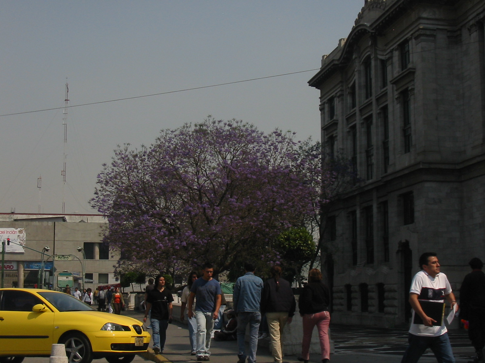 A jacaranda tree covered in purple blossom beside the stone facade of the Palacio de Bellas Artes, with people walking past on the street
