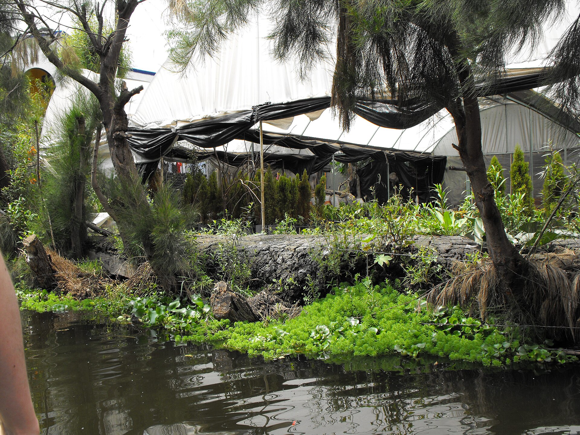 A working chinampa seen from the water, with willow-staked banks, duckweed on the canal surface and a plant nursery under white polytunnels behind