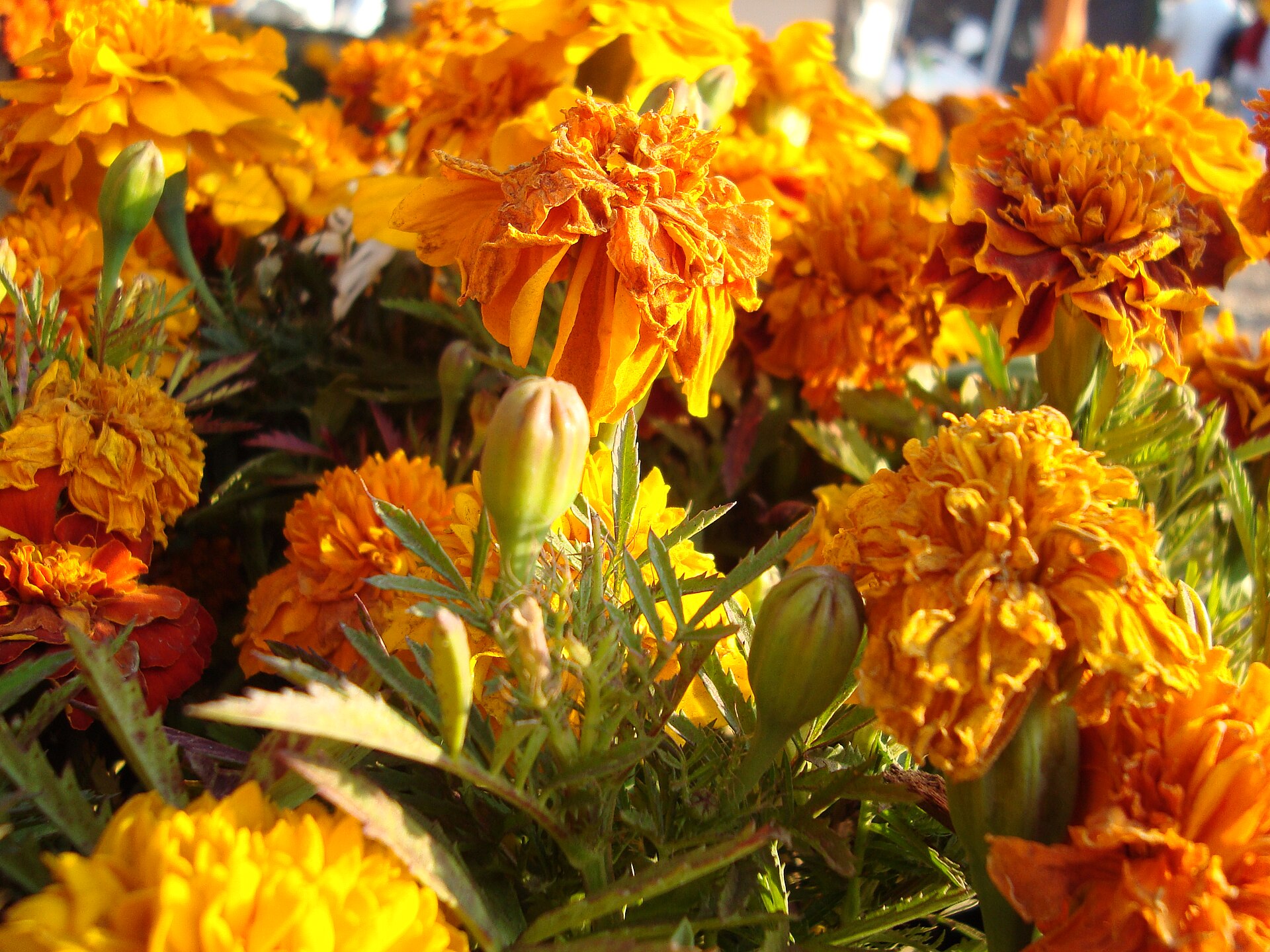 Close-up of a mass of orange and yellow cempasúchil marigold flowers with green buds and feathery leaves, part of an altar at the UNAM Megaofrenda
